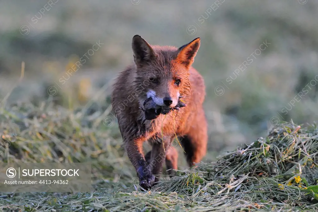 Red fox walking with a vole in its mouth France