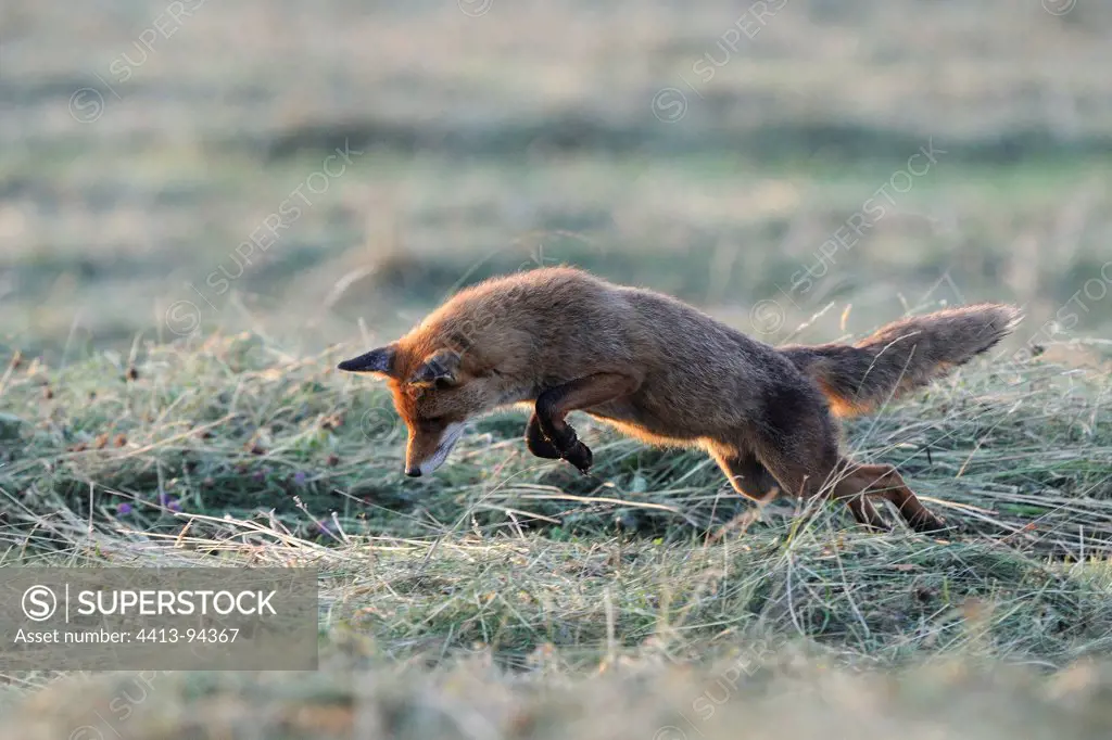 Mulotage a red fox to catch a vole France