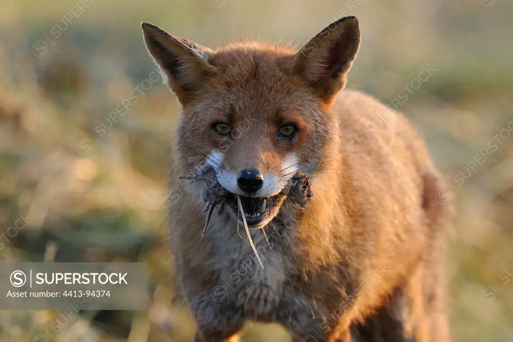 Red fox carrying a Vole France