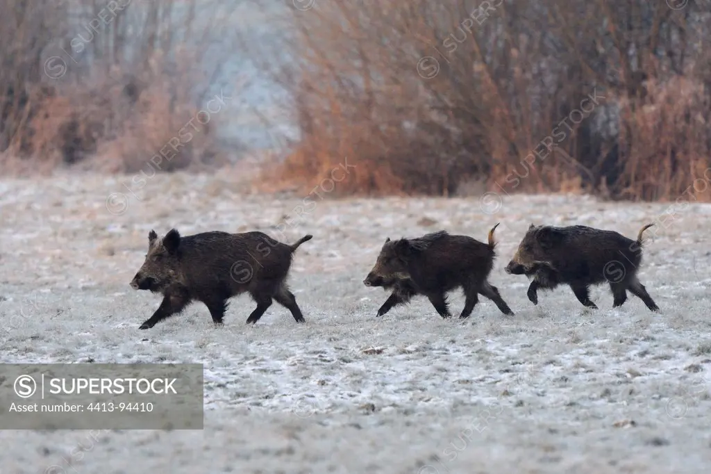 Three Eurasian Wild Pig through a frosted meadow at sunrise