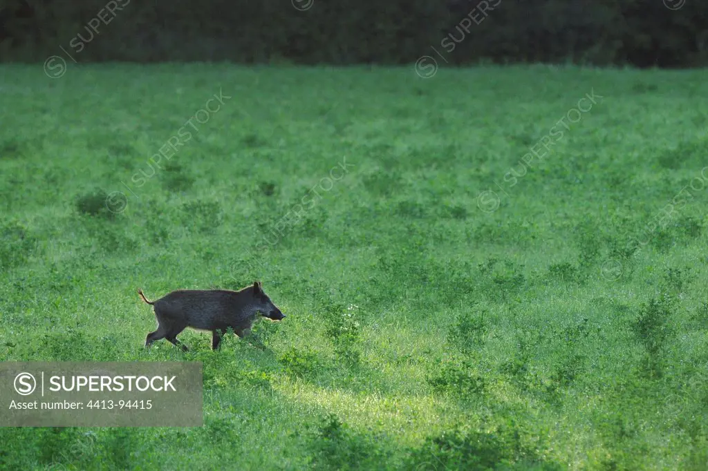 Eurasian Wild Pig through a Medick field at sunrise France