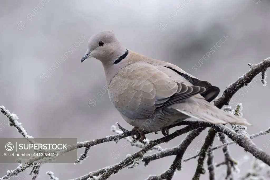 Eurasian Collared-dove on a frost branch in winter France