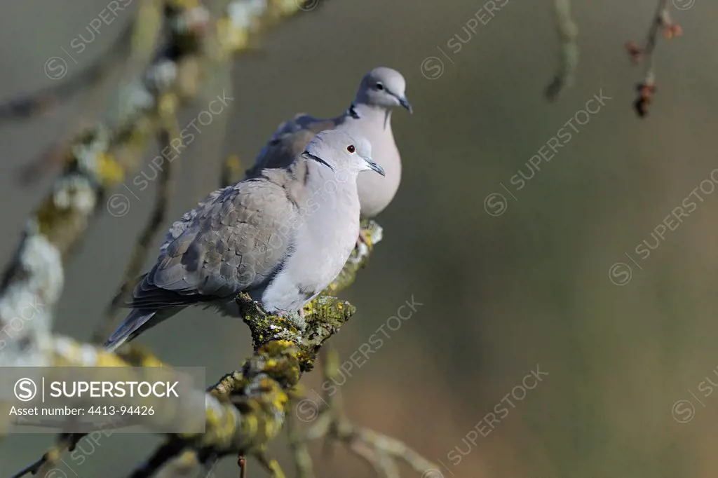 Eurasian Collared-dove resting on a branch of Cherry tree