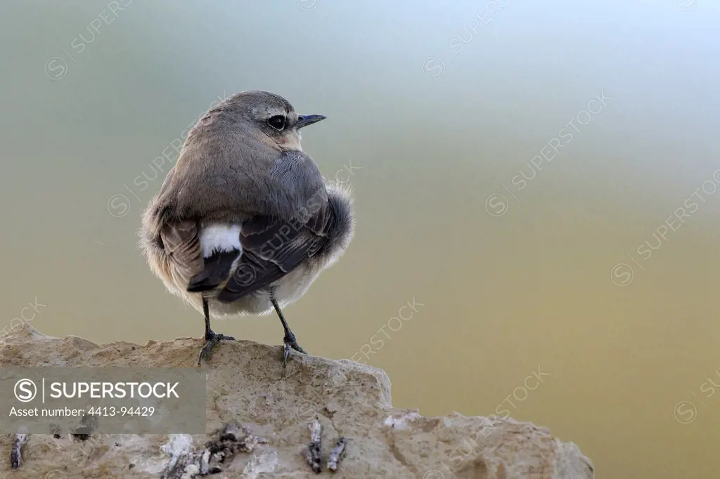 Northern Wheatear male perched on a pile of rocks France