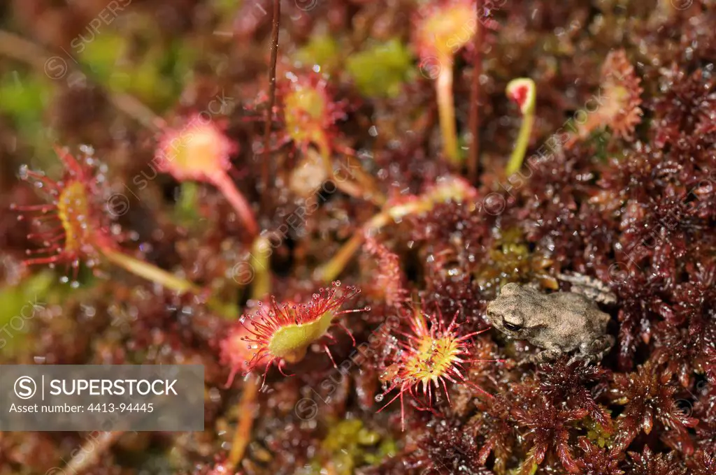 Young Frog and Sundew in Bog VosgesFrance