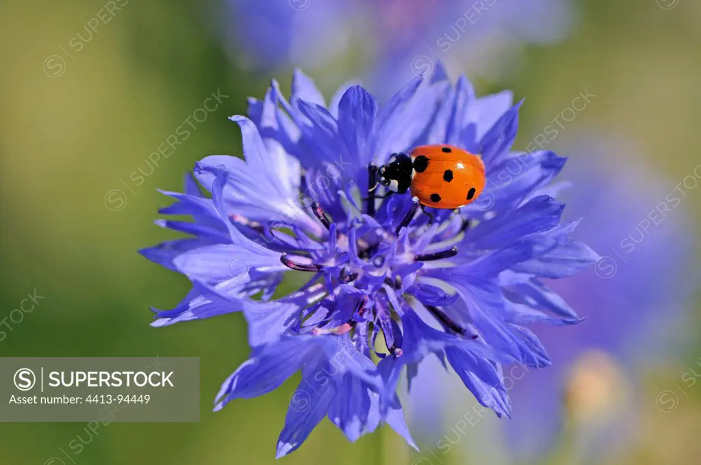 7 points Ladybug on blueberry fields in fallowFrance
