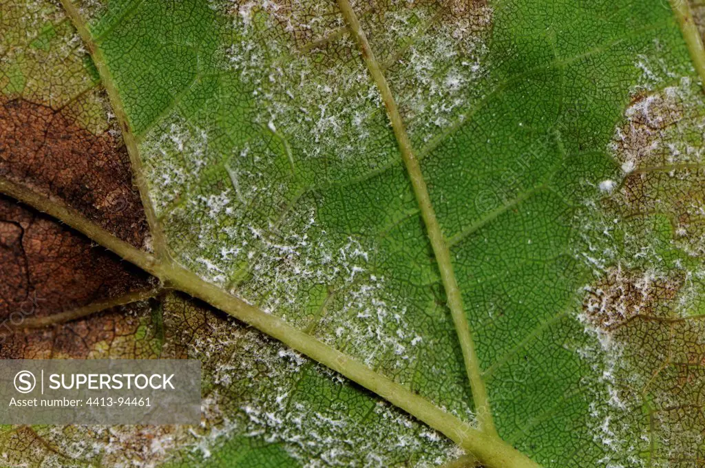 Downy mildew on grape leaf vine Auxerre France