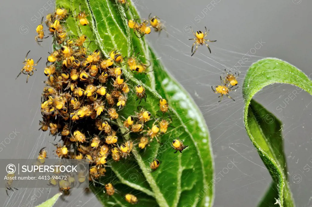 Young Cross Orbweaver after hatching Limousin France