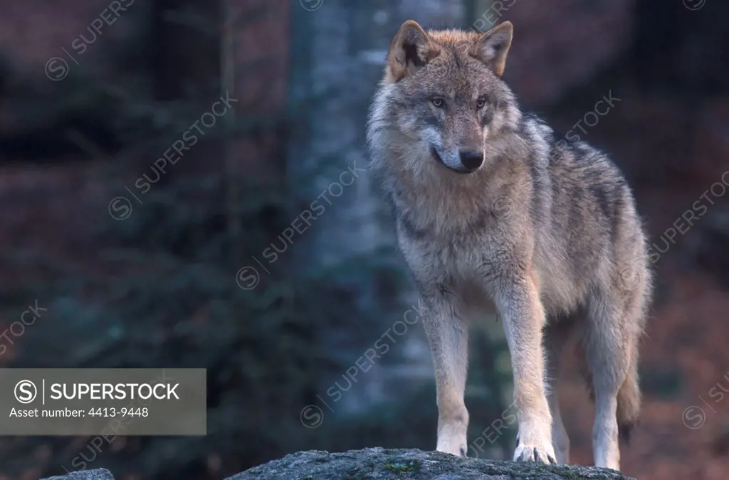 Common gray wolf on a rock