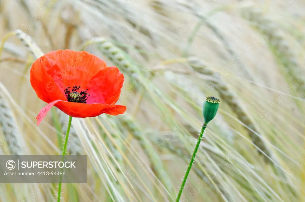 Poppy flower in a field of ripe wheat Midi-Pyrenees France