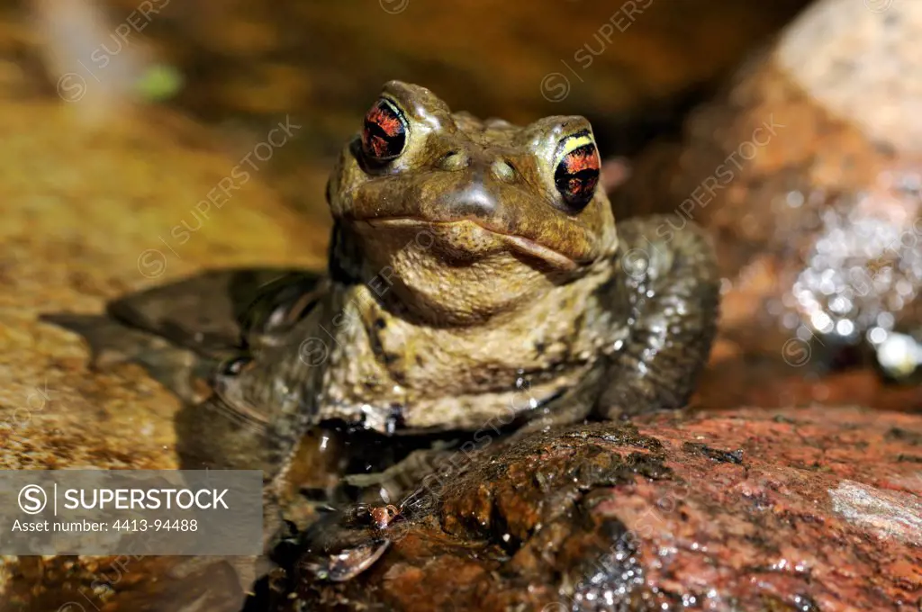Common toad in a pond Limousin France