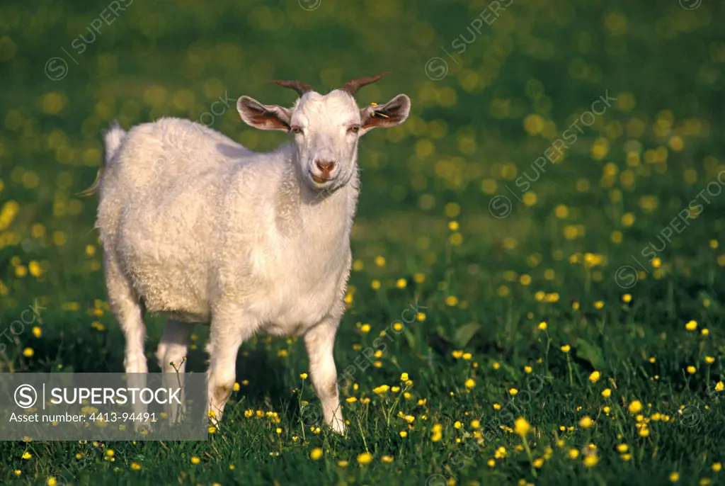 Cashmere goat in a meadow Shetland islands