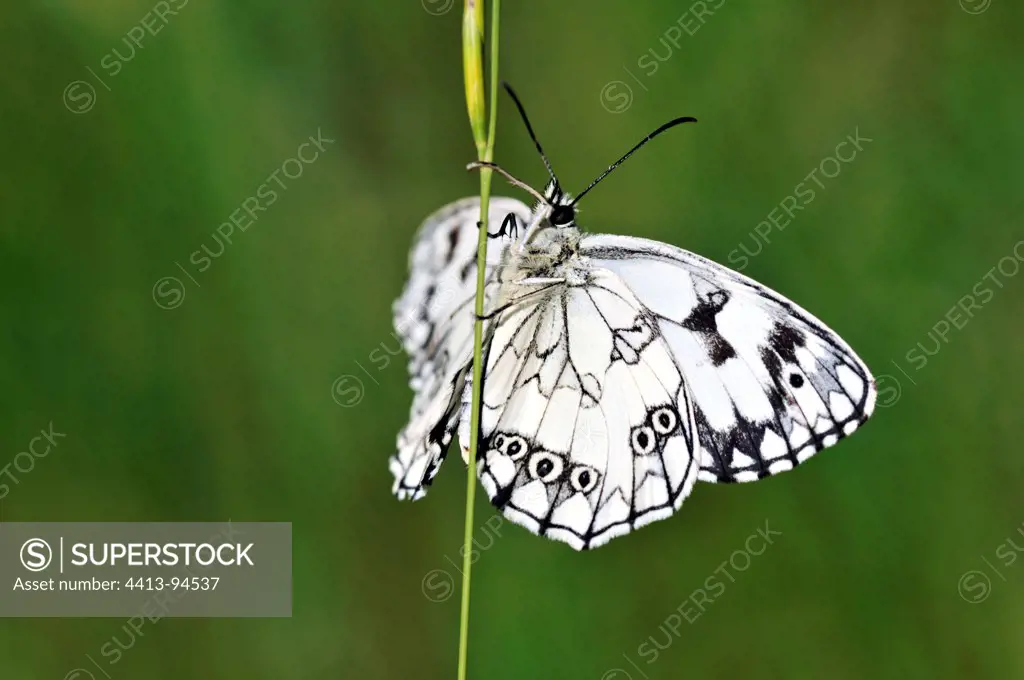 Half mourning Butterfly on a stem of grass Limousin France