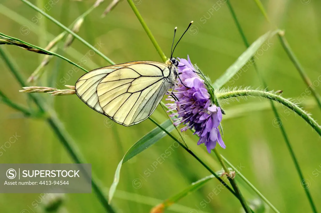 Black -veined White pollinating a flower Scabieusa Limousin