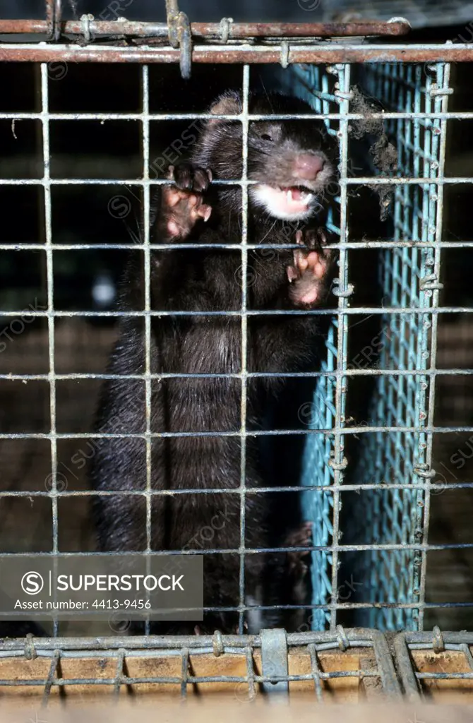 Mink biting bars of its cage France