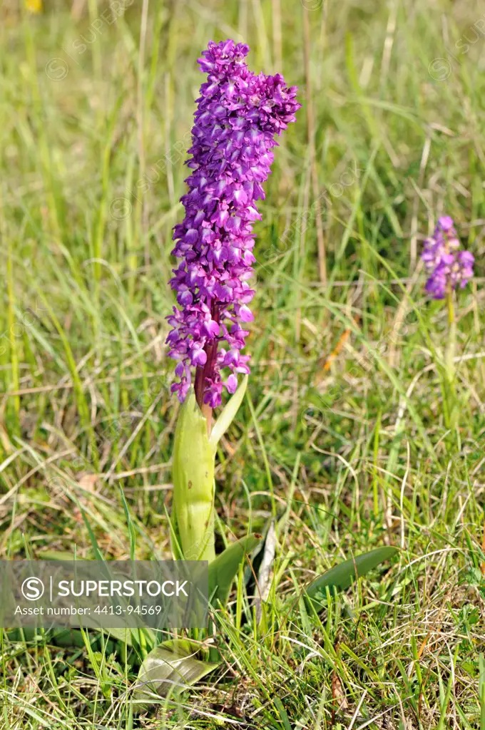 Big Early Purple Orchid flowers Causse Limousin France