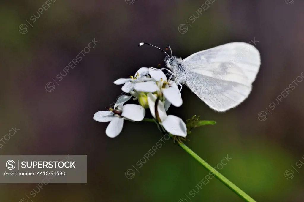 Wood White on flowers Causse Correze Limousin France