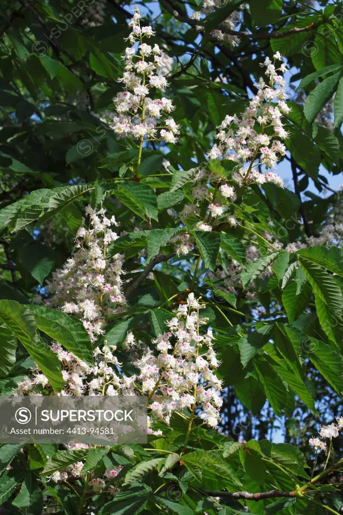 Flowers and leaves of Horse Chestnut tree in Spring France