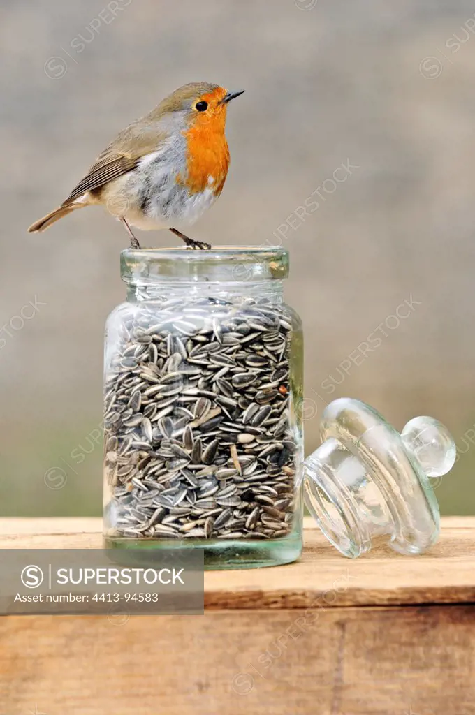 Robin on a jar of sunflower seeds LimousinFrance
