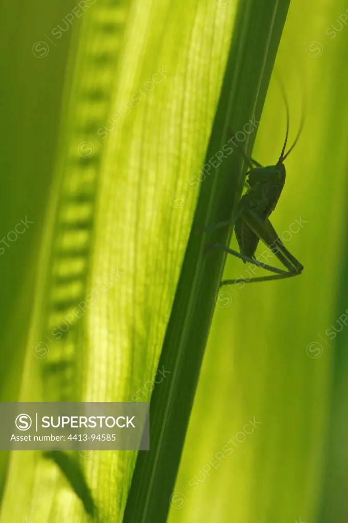 Great green grasshopper in leaves of African cornflag