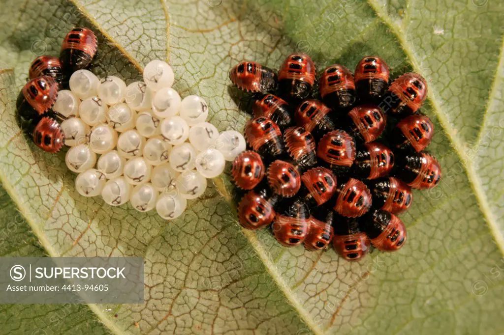 Hatching of Shield Bug on a leave Centre France