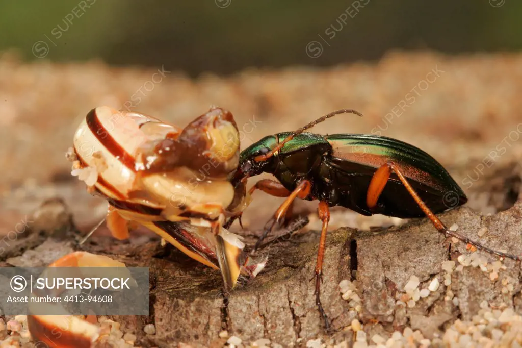 Ground beetle eating a snail Centre France