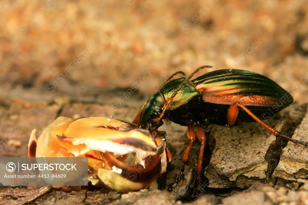 Ground beetle eating a snail Centre France