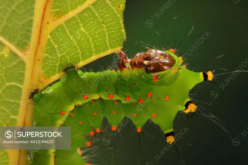 Caterpillar of Indian Moon Moth on walnut leaves