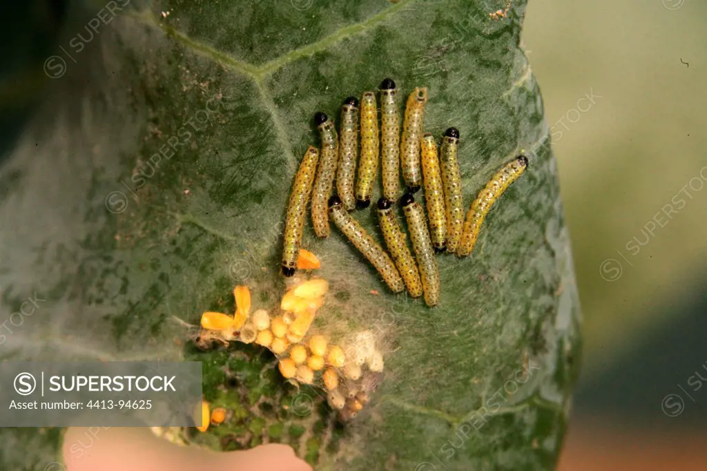 Eggs and Caterpillar of Large White on Cabbage leave France