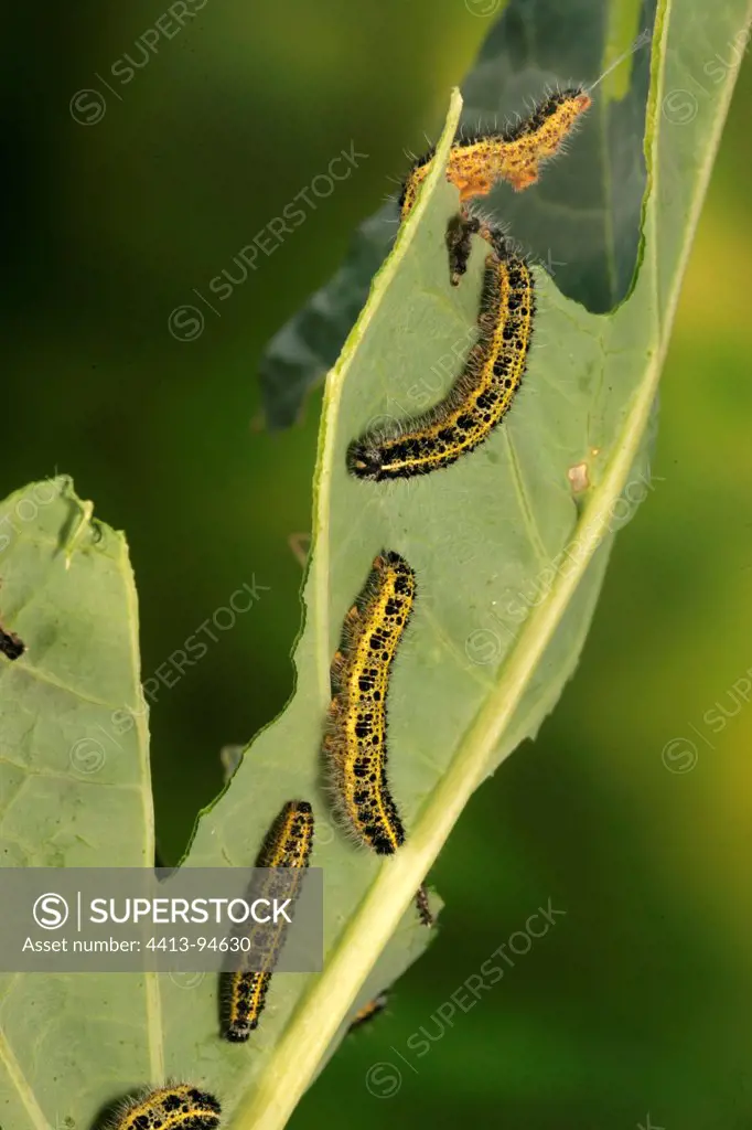Caterpillars of Large White on Cabbage leave Centre France