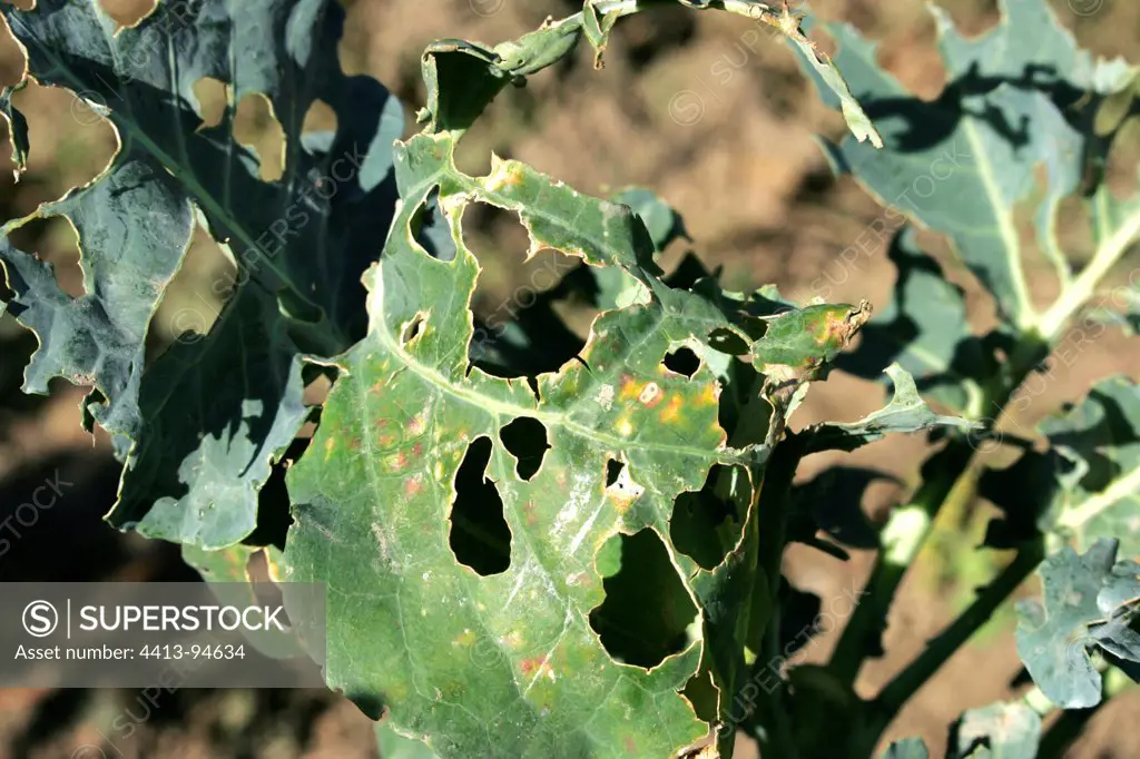 Cabbage leaf eaten by caterpillars of Large WhiteFrance