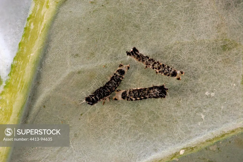 Integument of caterpillars of Large White on a leaf France