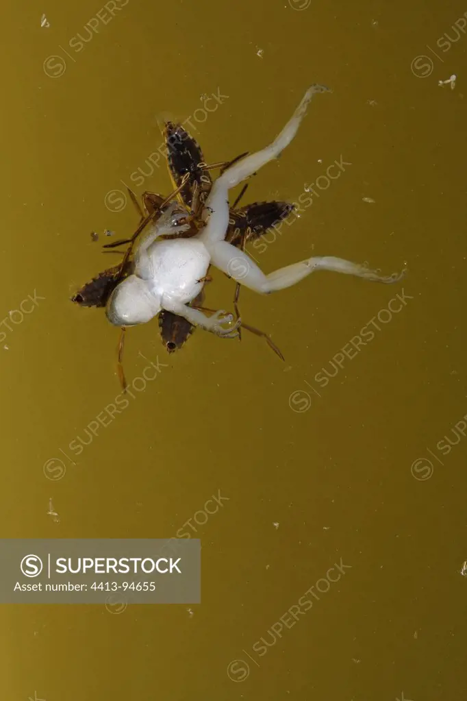 Water strider devouring a young Mediterranean Tree Frog