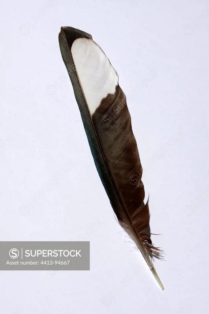 Close up of a Black-billed Magpie feather