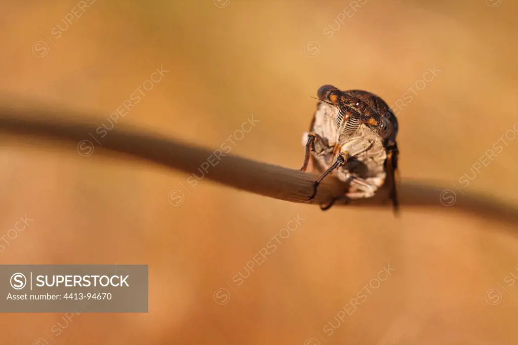 Common Cicada put down on a stem of wild Garlic