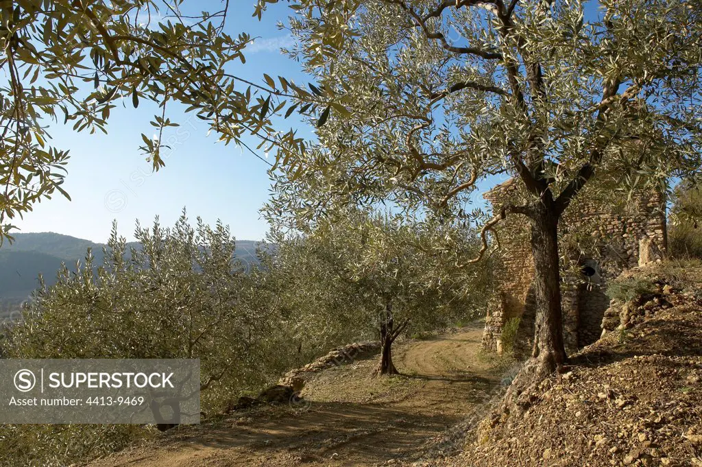 Stone cottage of the 16th century and olive grove out of rib stall