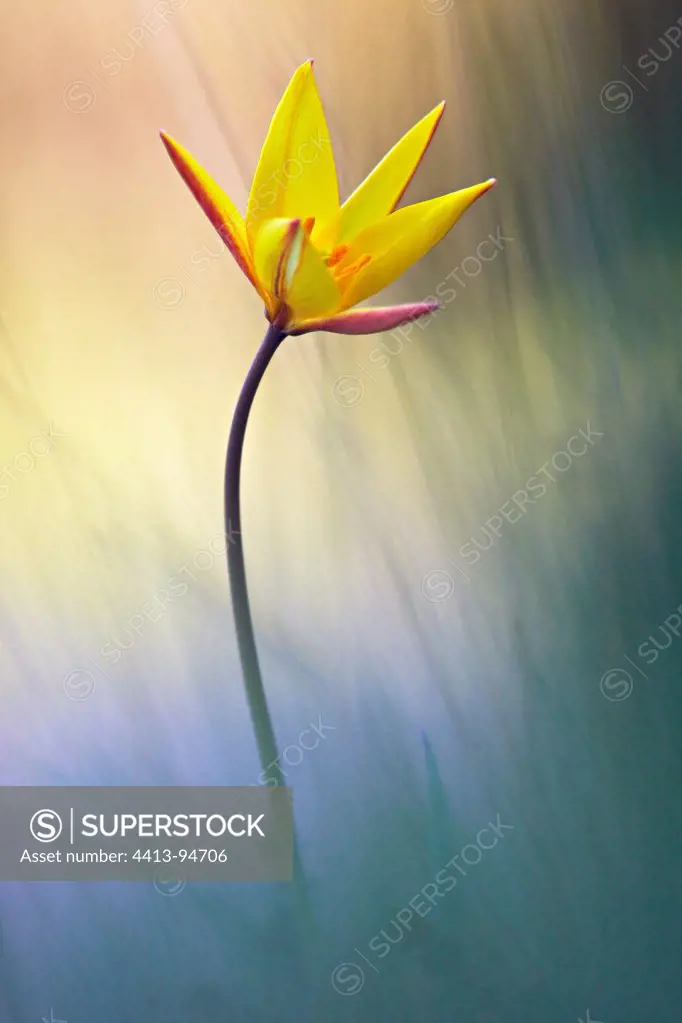 Sun-touched Tulip in a meadow Souhern France