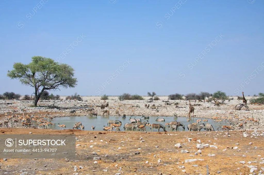 Gathering of animals at a watering point Etosha NP