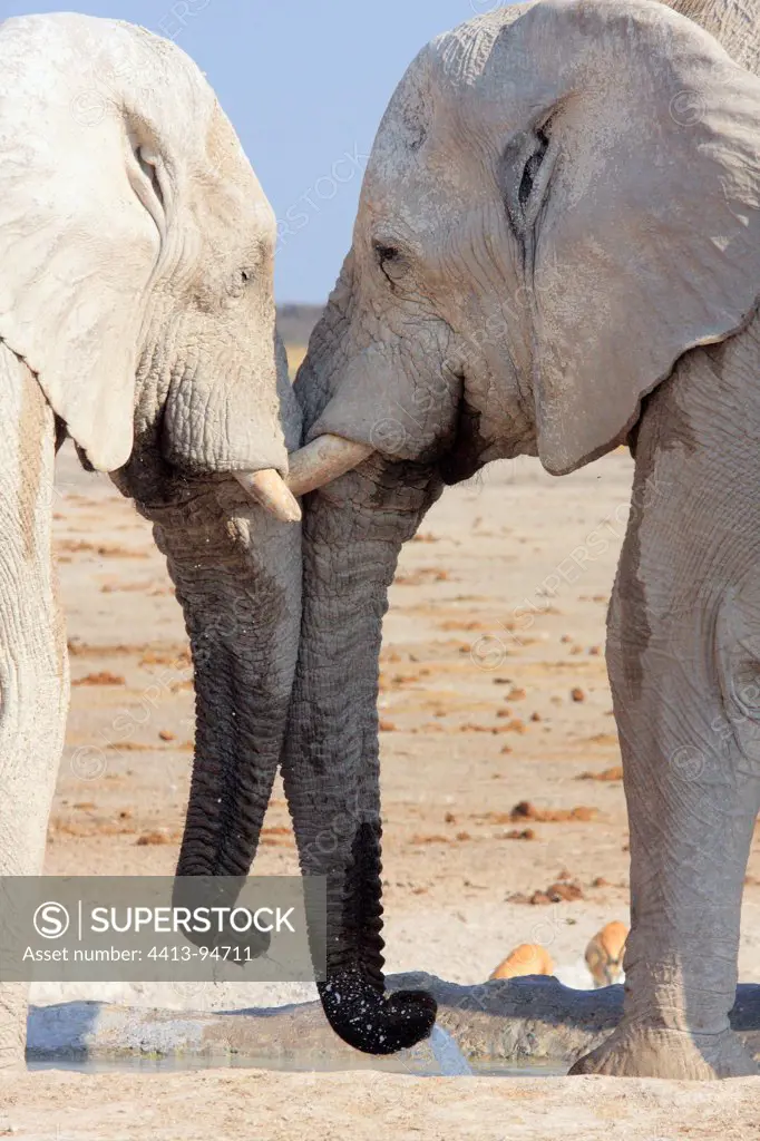 Meeting of two elephants at a waterhole in Etosha NP Namibia