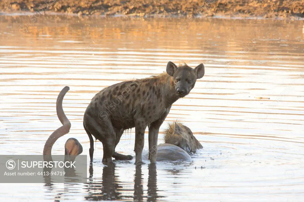 Spotted Hyaena eating the remains of a kudu death Etosha NP
