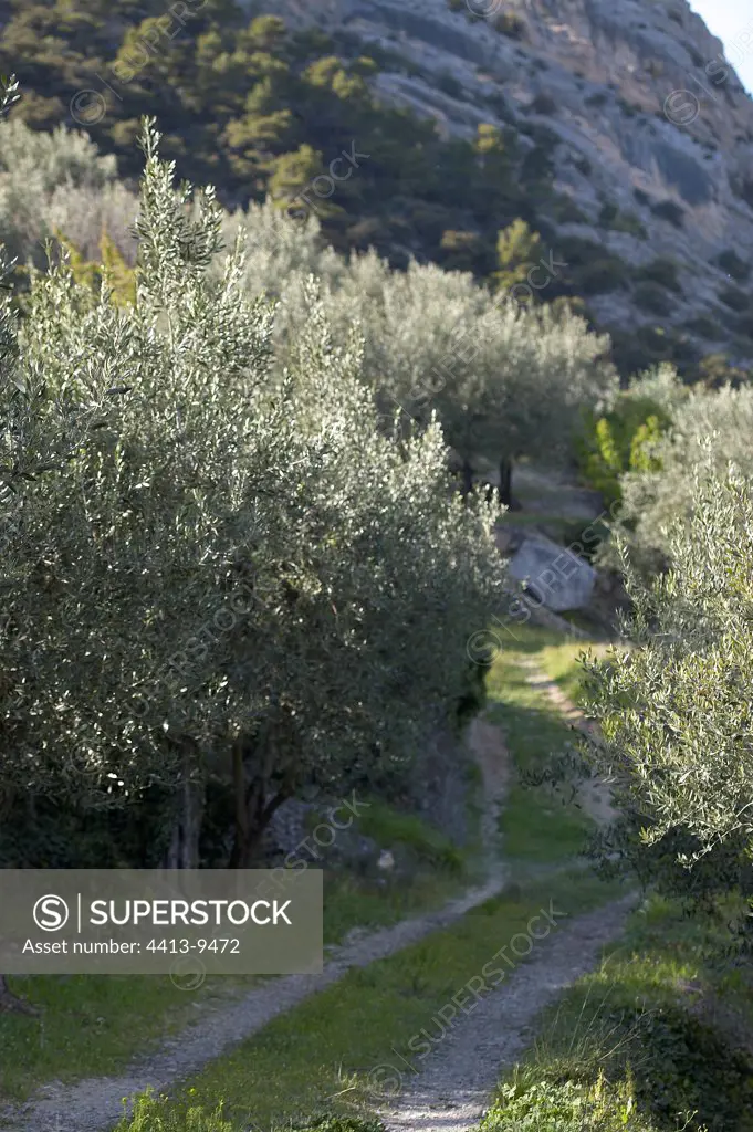 Olive grove and cliff with Boxwood-the-Baronnies Provence France