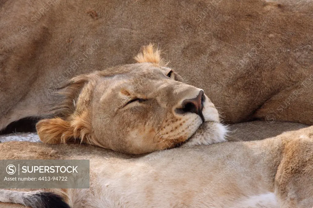 Group of Lions lying on each other Etosha NPNamibia
