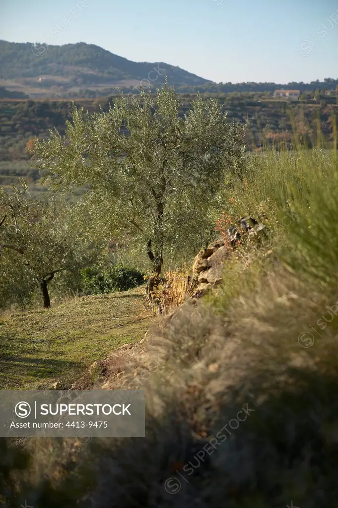 Olive grove in terrace Baronnies Provence France