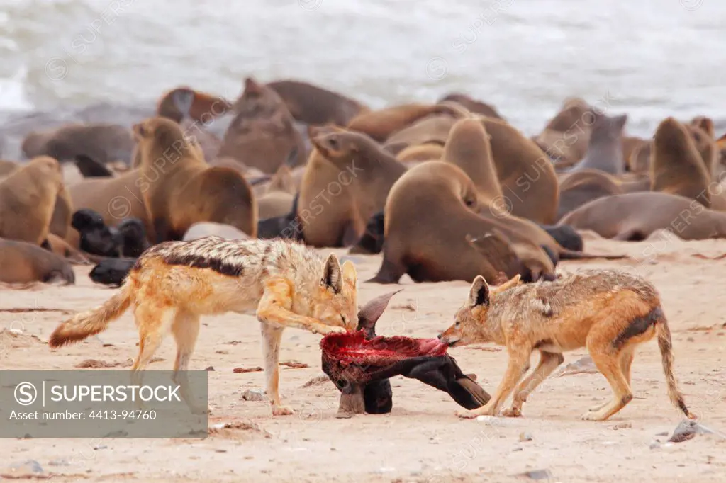 Black-backed Jackal eating newborn Afro-Australian Fur Seal