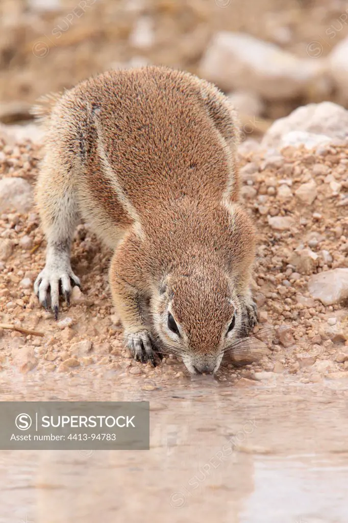 South African Ground Squirrel drinking from a puddle Namibia