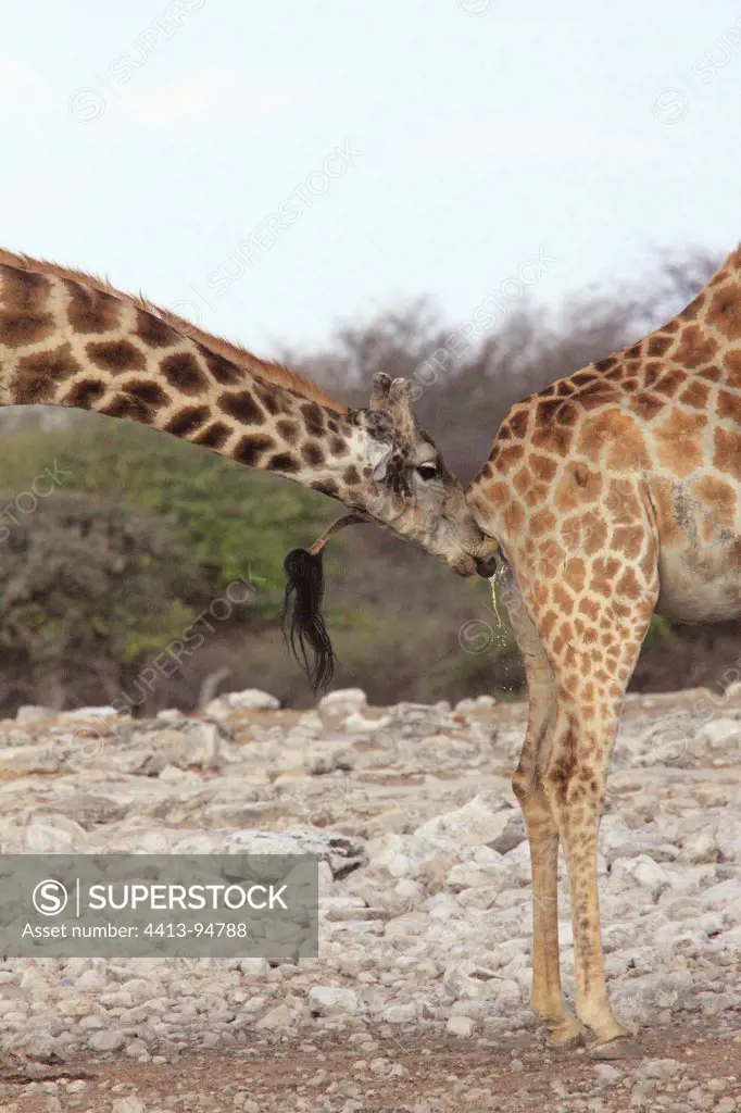 Male giraffe testing the receptivity of a female PN Etosha