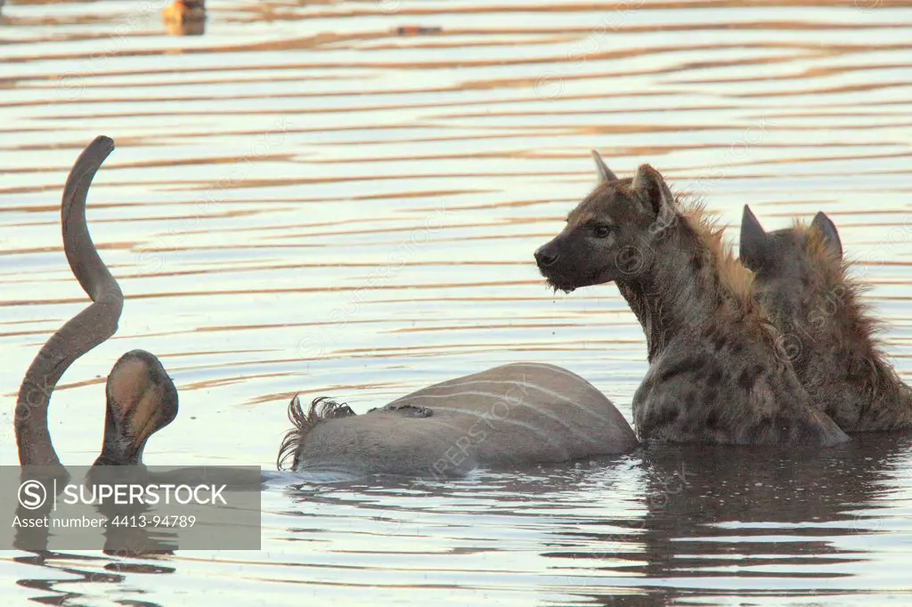 Spotted Hyaena eating the remains of a kudu death Etosha NP