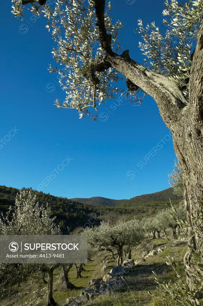 Olive grove in terrace Baronnies Provence France