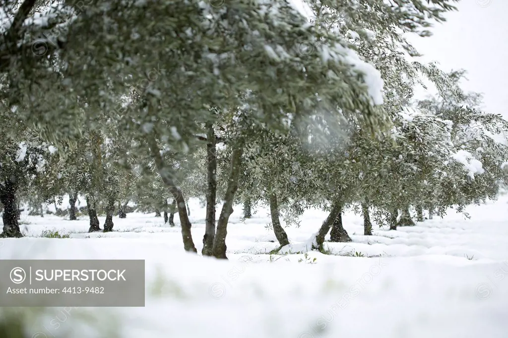 Olive grove under snow Baronnies Provence France