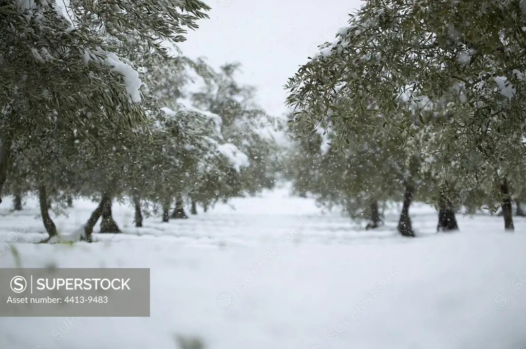 Olive grove under snow Baronnies Provence France